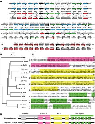 B cell lymphoma 6A regulates immune development and function in zebrafish